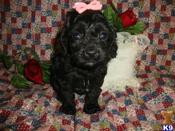 Puppies in Exeter